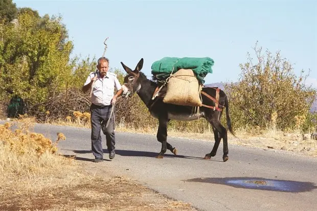 Ο Κατσαούνης και ο Γαϊδαρός του