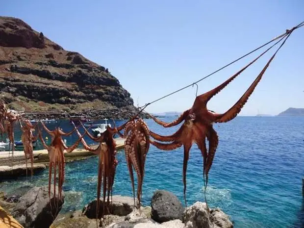 Χταπόδια απλωμένα για λιάσιμο (φωτο: Dave DeLand)