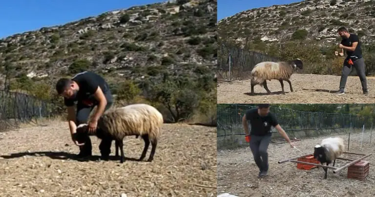 Φοιτητής στην Κρήτη εκπαίδευσε κριάρι για την πτυχιακή του (video)
