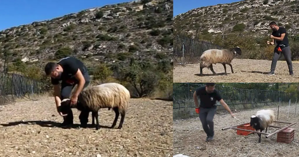 Φοιτητής στην Κρήτη εκπαίδευσε κριάρι για την πτυχιακή του (video)