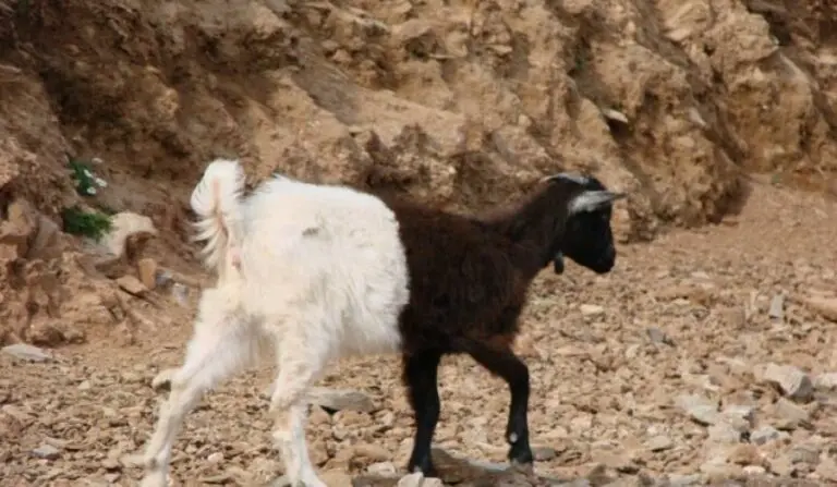 Το δίχρωμο κατσικάκι στα Βορίζια Ηρακλείου