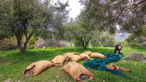Εφιαλτικά σενάρια για τους ελαιώνες της Κρήτης