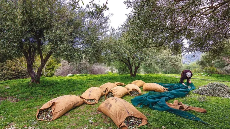 Εφιαλτικά σενάρια για τους ελαιώνες της Κρήτης