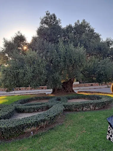 Η γηραιότερη ελιά βρίσκεται στην Κρήτη. Από αυτή φτιάχνεται ο κότινος των Ολυμπιακών αγώνων