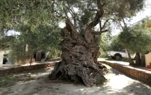 Η γηραιότερη ελιά βρίσκεται στην Κρήτη. Από αυτή φτιάχνεται ο κότινος των Ολυμπιακών αγώνων