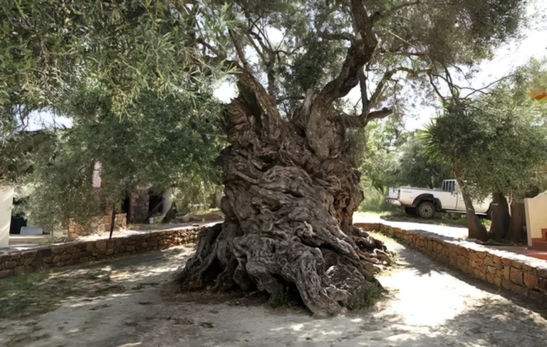 Η γηραιότερη ελιά βρίσκεται στην Κρήτη. Από αυτή φτιάχνεται ο κότινος των Ολυμπιακών αγώνων