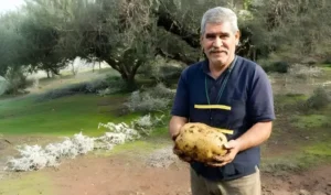 Μία πατάτα για ρεκόρ Γκίνες στα Χανιά
